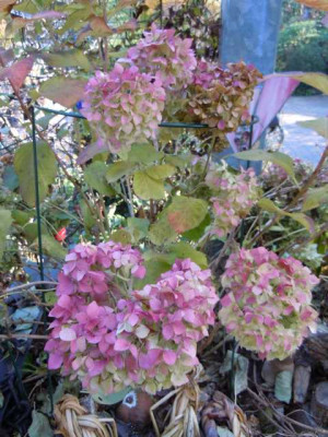 Ende_des_Gartenjahres_11_Nov_016.JPG