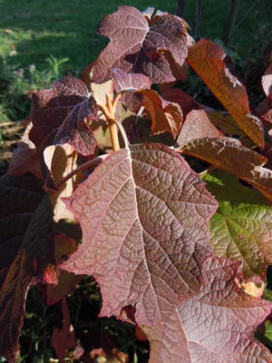 Ende_des_Gartenjahres_11_Nov_009.JPG