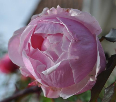 Irene_Bonnet_0011_12399.jpg