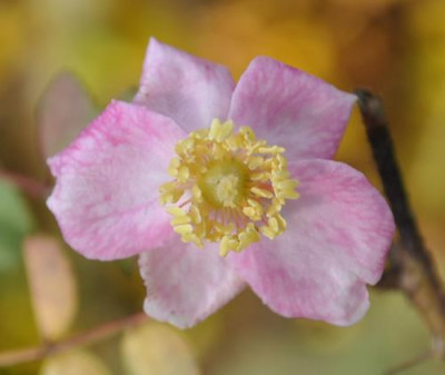 Rosa_farreri_persetosa_0011__12378.jpg