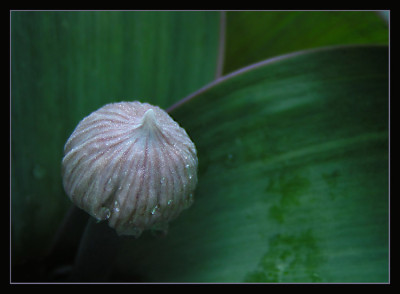 allium_pur.jpg
