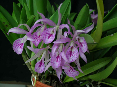 DSCN2329.jpg
