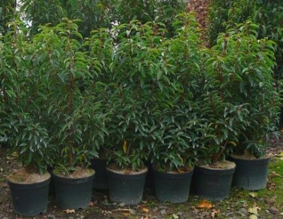 Prunus_lusitanica.JPG