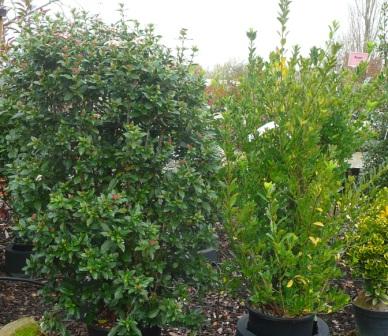 Viburnum_tinus.JPG