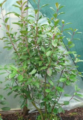 Photinia_fraseri_redrobin.JPG