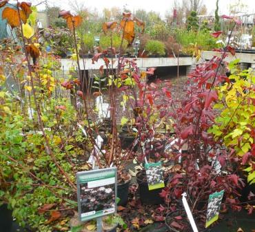 Physocarpus.JPG