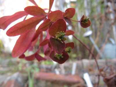 Euphorbia_dulcis_Chamaeleon_111113.jpg