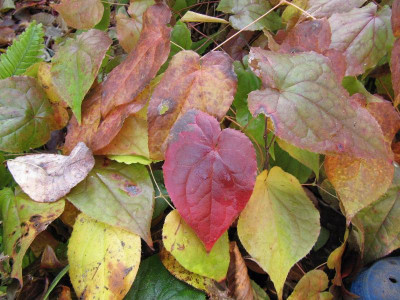 Epimedium_x_rubrum_111113.jpg