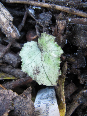 Cyclamen_hederifolium_1.jpg