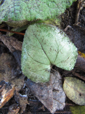 Cyclamen_hederifolium_2.jpg
