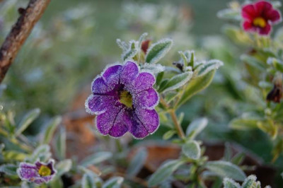 4903_frostiger_Morgen.JPG