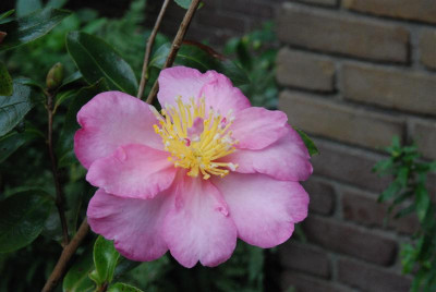 B8865_Medium.JPG