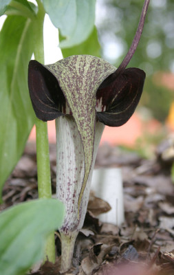 IMG_0325_eArisaema_thunbergii_ssp_urashima.JPG