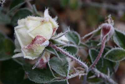 nov11reifrosen13.jpg