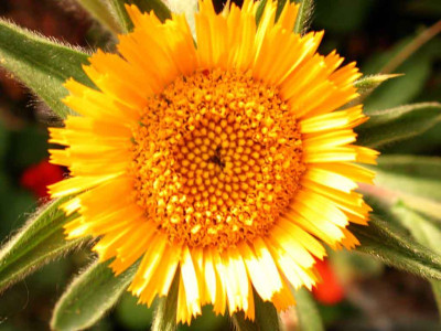 Pallenis_spinosa1.jpg