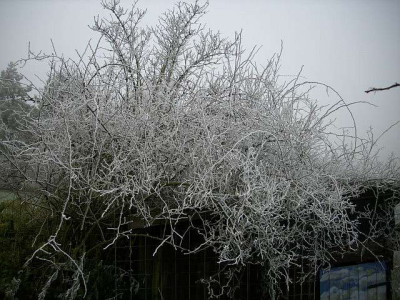 frostbild.jpg