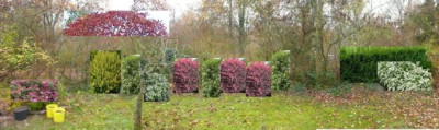 Sichtschutzhecke2.jpg