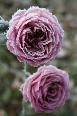 nov11reifrosen27.jpg