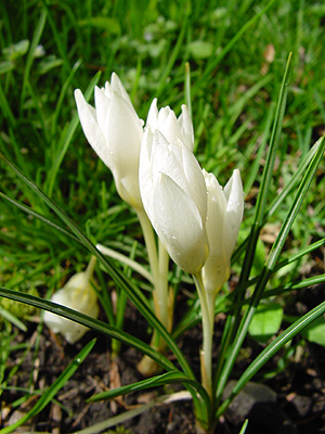 Crocus_biflorus_Miss_Vain.jpg