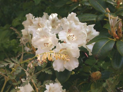 Rhodo-Hybride_Marietta001.jpg