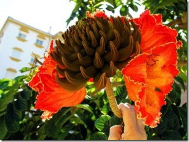 Baum_in_Algorobbo.jpg