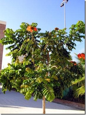 Baum_in_Algorobo.jpg