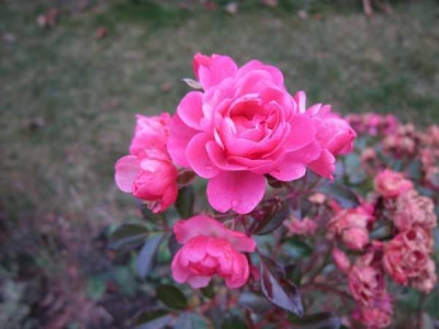 111118_1826a.jpg