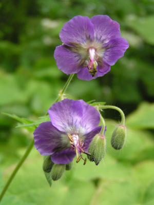 phaeum_saemling_schoen_a.jpg