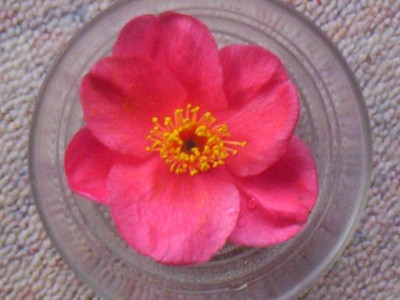 000_1025_Blute.jpg