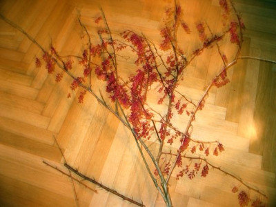 Berberis-asperma-fr.jpg