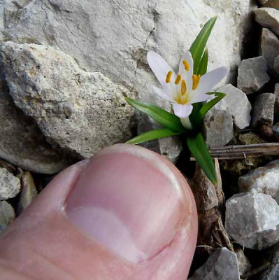 Colchicum_pusillum_11-11-19.jpg