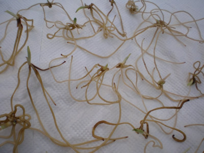GP_Cyp_reginae_x_hotei-atsumorianum_Herbst2011e1.jpg