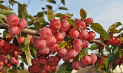 Malus_Red_Sentinel_0011__12185.jpg