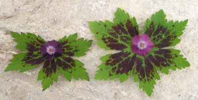 g_phaeum_samobor_und_eigener.jpg