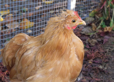 gerupftes_Huhn_rosetta.jpg