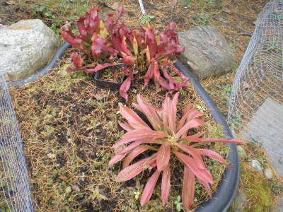GP_Helonias_Sarracenia_Herbst2011e.jpg