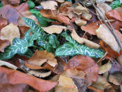 schwarzgefleckter-Arum-italicum.jpg