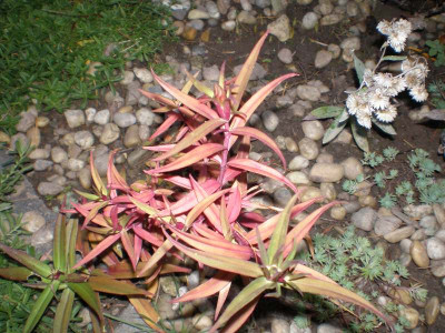 GP_Gentiana_Herbst2011e.jpg