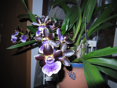 Orchidee_111121.jpg