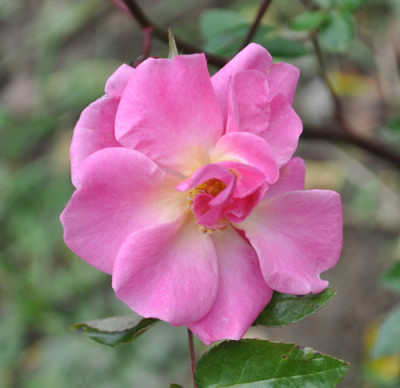 Etoile_Luisante_0011__2443.jpg