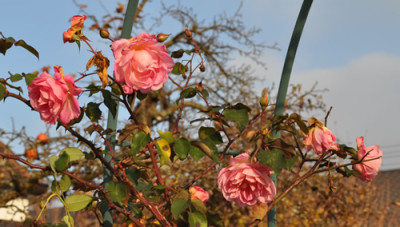 Vicomtesse_Pierre_du_Fou_0011__2467.jpg