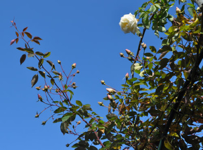 Reve_dOr_0011__2492.jpg