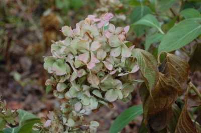 Hortensie_5010.JPG