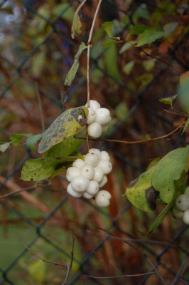 spiraea_5020.JPG