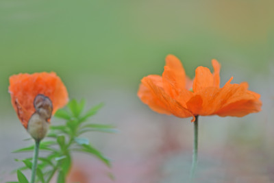 Novembermohn-Nov2411.jpg