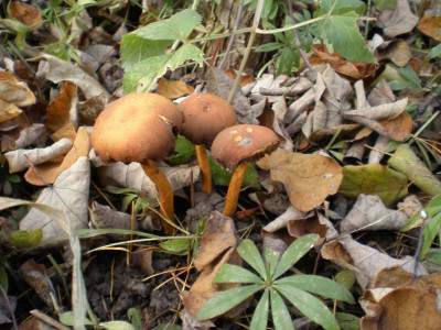 GP_Pilz_Herbst2011e1.jpg