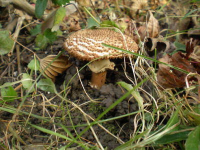 GP_Pilz_Herbst2011e2.jpg