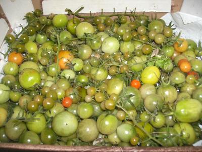 TomatenEndeNovember.jpg