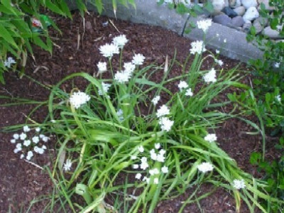 Allium5.JPG