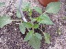 Web_Garten_061.jpg